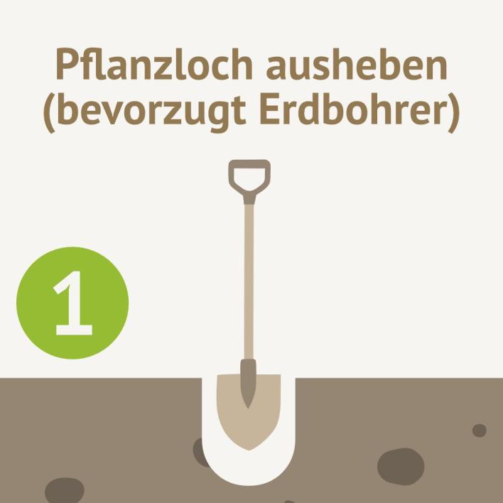 Pflanzloch ausheben, bevorzugt Erdbohrer