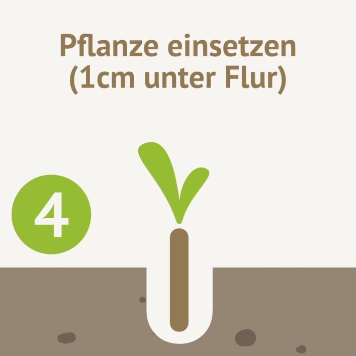 Pflanze einsetzen (1cm unter Flur)
