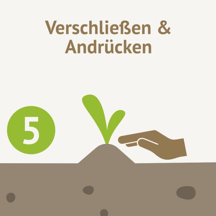 Pflanzloch verschließen und andrücken