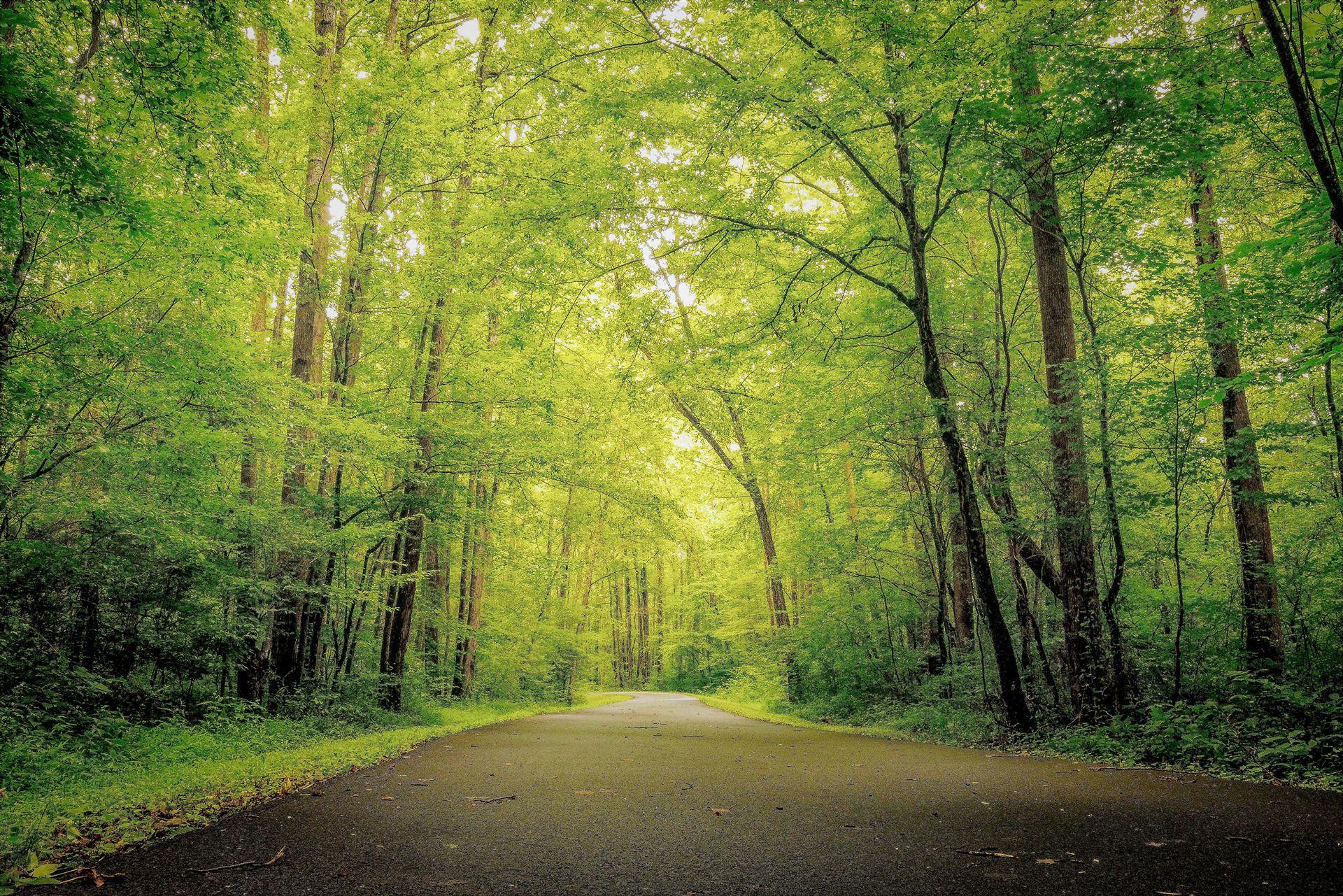 schoner-schuss-von-grun-und-waldern-im-wald